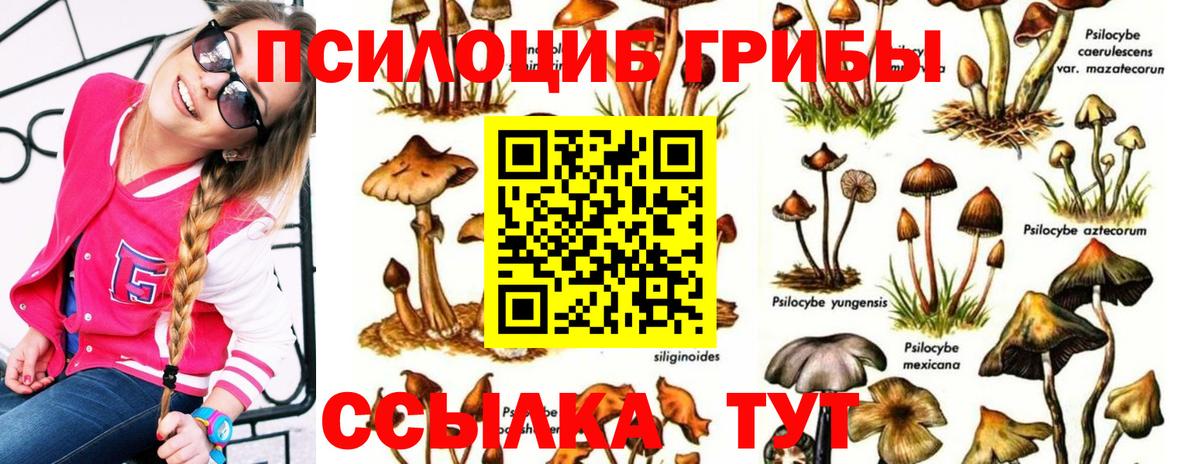 Калининград  Псилоцибиновые грибы Cubensis  Вход с VPN 